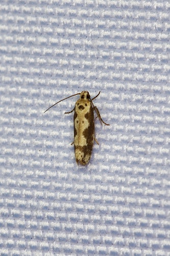Ethmia hodgesella photo 4