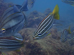 Parapristipoma octolineatum