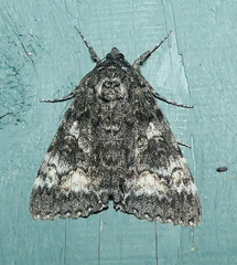 Catocala briseis