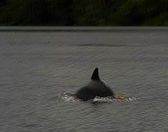 Sotalia fluviatilis