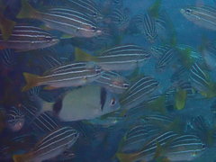 Parapristipoma octolineatum