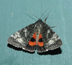 Catocala briseis