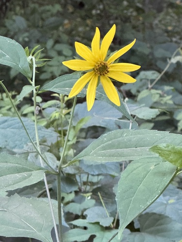 Helianthus decapetalus iNat (3)