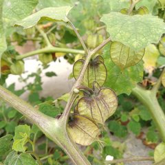Physalis nicandroides