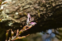 Cleisostomopsis roseus