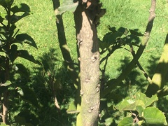 Hibiscus rosa-sinensis