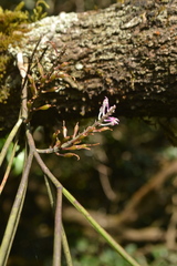 Cleisostomopsis roseus