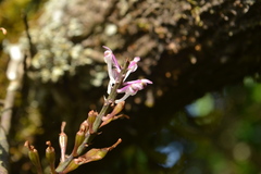 Cleisostomopsis roseus