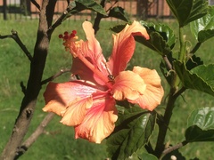 Hibiscus rosa-sinensis