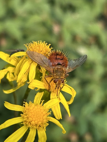 Unknown species found near Grand Teton National Park, Alta, WY, US