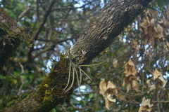 Cleisostomopsis roseus