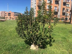 Hibiscus rosa-sinensis