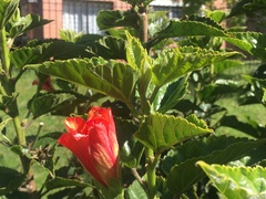 Hibiscus rosa-sinensis