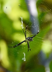 Argiope butchko