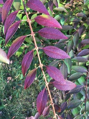 Forsythia × intermedia