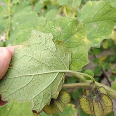 Physalis nicandroides