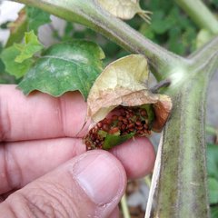 Physalis nicandroides