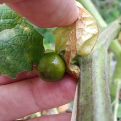 Physalis nicandroides