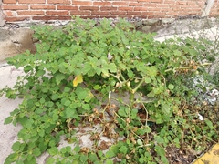 Physalis nicandroides