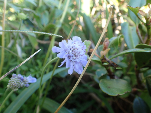 Scabiosa japonica iNat (2)
