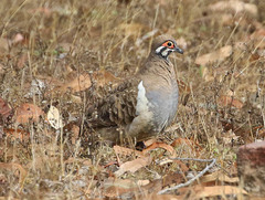 Geophaps scripta