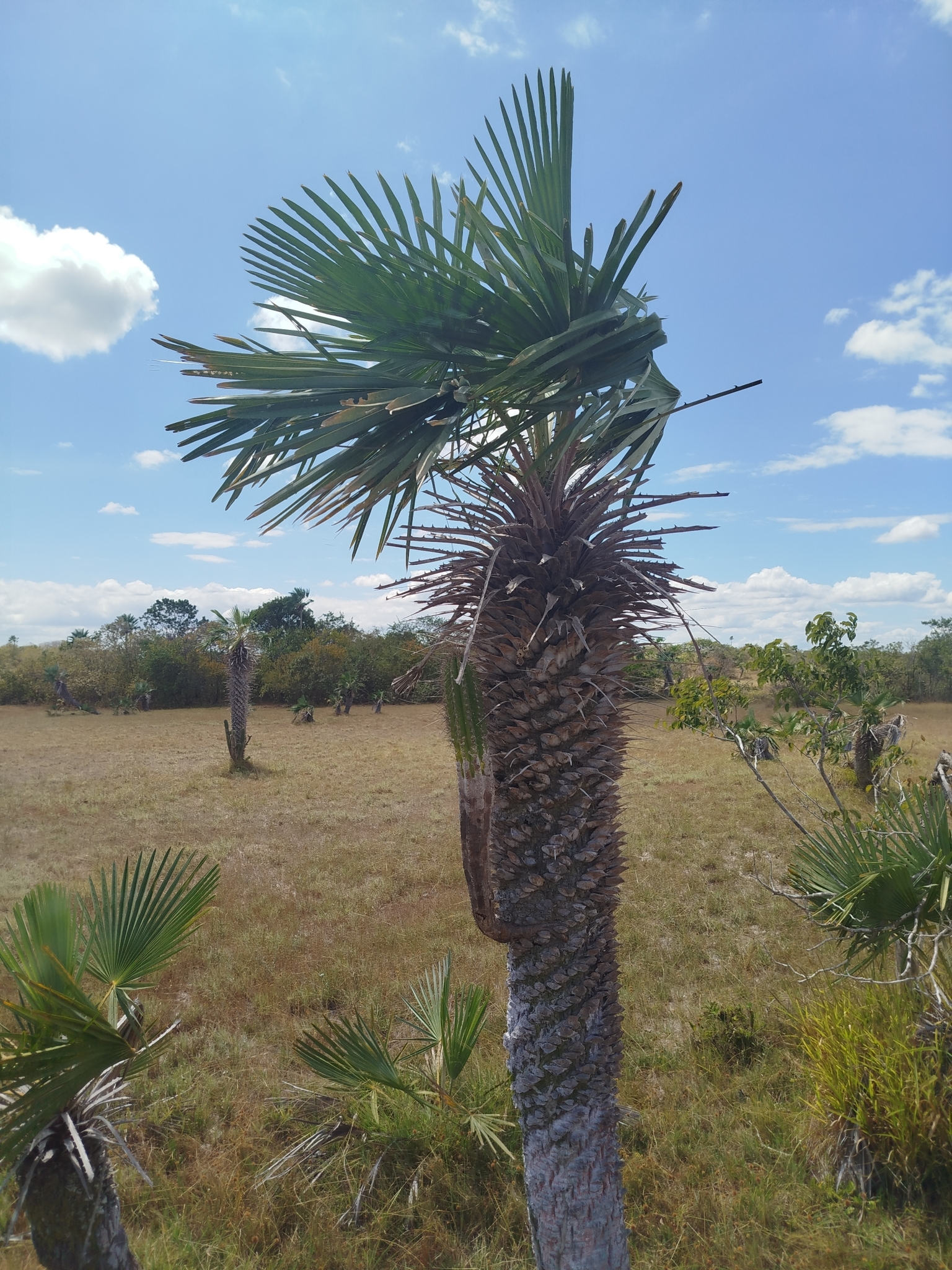 Copernicia prunifera