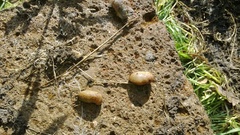 Tandonia rustica