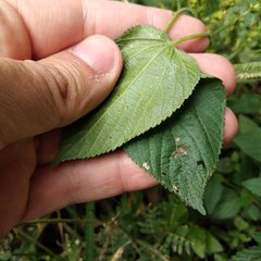Acalypha setosa