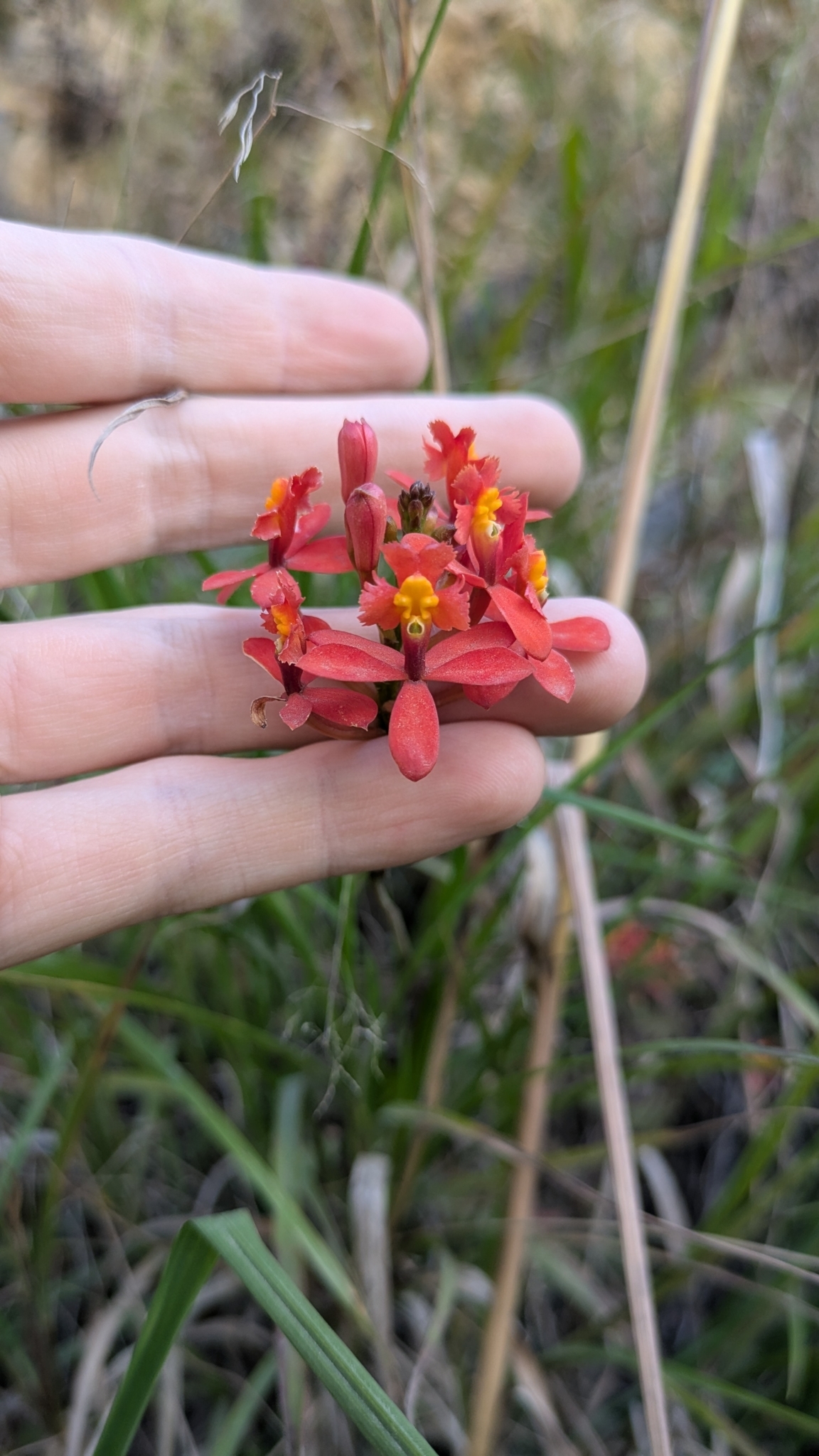 Epidendrum reflexilobum C.Schweinf.