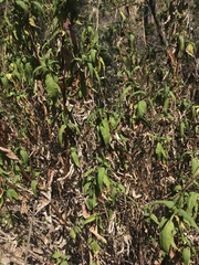 Aristeguietia salvia