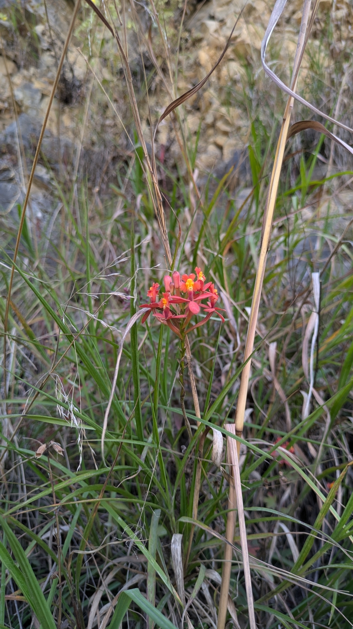 Epidendrum reflexilobum C.Schweinf. 2