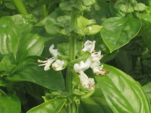 Basil