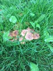 Fungi