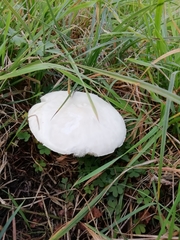Lepiota naucina