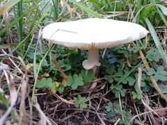 Lepiota naucina