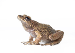 Pristimantis verrucolatus