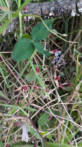 Alternanthera porrigens (Alternanthera porrigens)