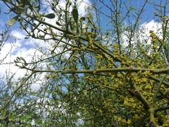 Phoradendron brachystachyum