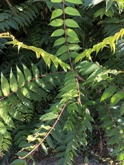 Ailanthus altissima