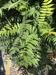 Ailanthus altissima