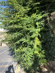 Ailanthus altissima