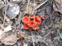 Microstoma protractum