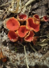Microstoma protractum