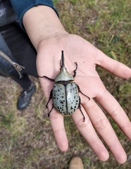 Dynastes hyllus