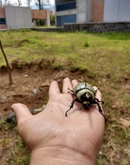 Dynastes hyllus
