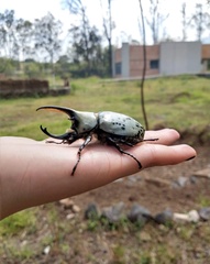 Dynastes hyllus