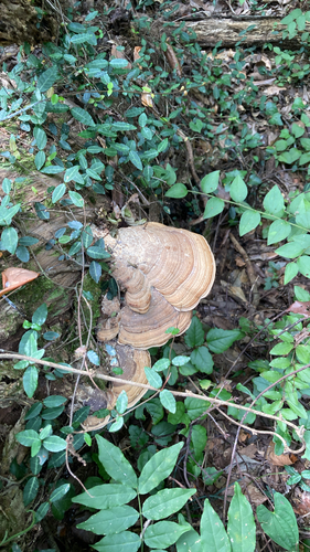 Fomitopsis dickinsii
