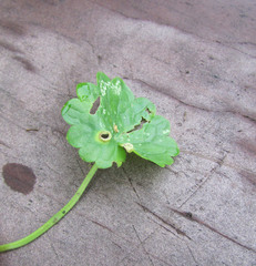 Rondaniola bursaria