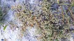 Adenogramma glomerata