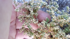 Adenogramma glomerata